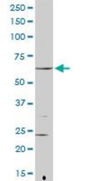 Anti-FANCG antibody produced in rabbit