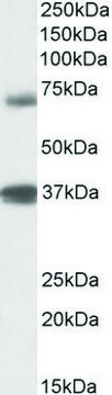 Anti-TRIM29 antibody produced in goat
