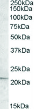 Anti-APOBEC3C, C-Terminal antibody produced in