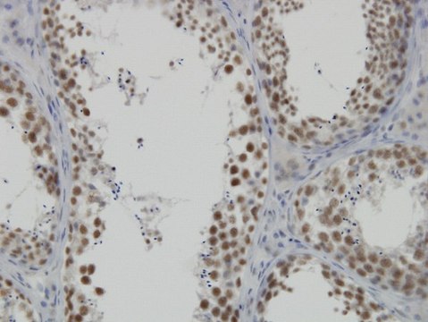 Monoclonal Anti-DDX26 antibody produced in