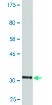 Monoclonal Anti-HTR1E antibody produced in