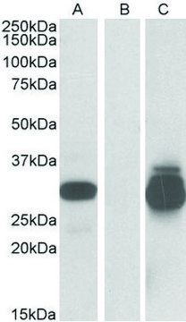 Anti-PPPDE1 antibody produced in goat