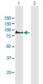 ANTI-COMP antibody produced in mouse
