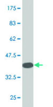 Monoclonal Anti-RLN3R1, (N-terminal) antibody produced