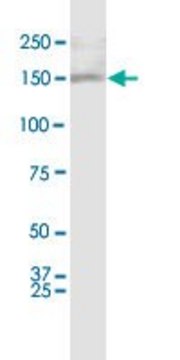 Monoclonal Anti-ASXL1 antibody produced in