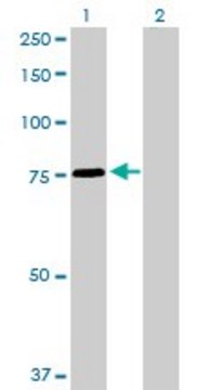 Anti-SNX1 antibody produced in rabbit