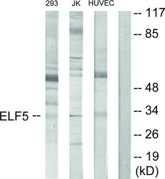 Anti-ELF5 antibody produced in rabbit