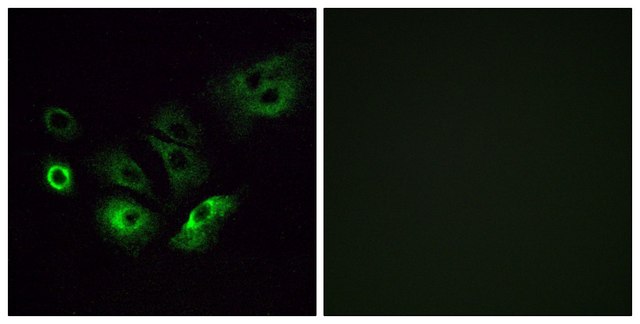 Anti-OR4Q3 antibody produced in rabbit