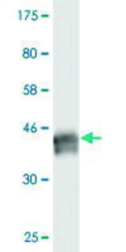 Monoclonal Anti-BCL7B antibody produced in