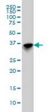 Monoclonal Anti-SFTPD antibody produced in