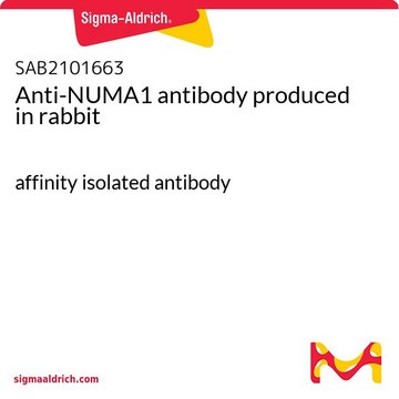 Anti-NUMA1 antibody produced in rabbit