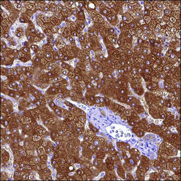 Anti-VPS33A antibody produced in rabbit