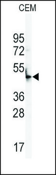 Anti-BPIL3 (N-term) antibody produced in