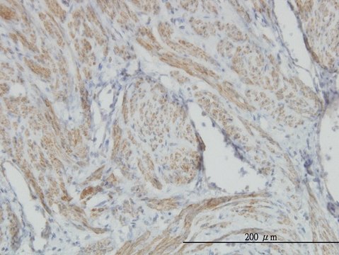 Monoclonal Anti-ACTB antibody produced in