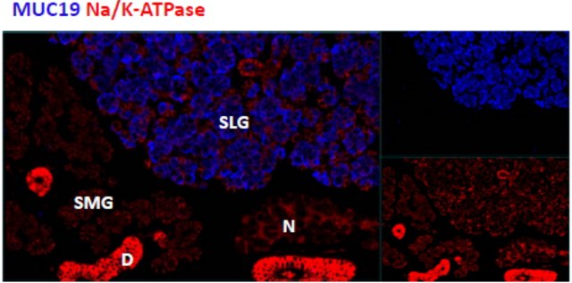 Anti-Muc19 (C-terminal) antibody produced in