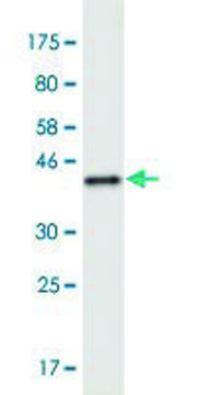 Monoclonal Anti-RNF6, (N-terminal) antibody produced
