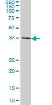 Monoclonal Anti-CDX4 antibody produced in