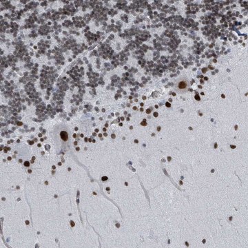 Anti-SH2D7 antibody produced in rabbit