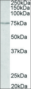 Anti-SLC6A4 (C-terminal) antibody produced in