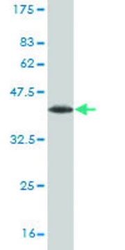 Monoclonal Anti-LHX6 antibody produced in