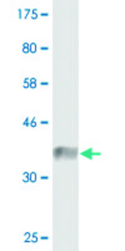 Monoclonal Anti-CLASP1 antibody produced in