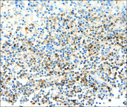 Anti-FAM3A antibody produced in rabbit