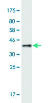 Monoclonal Anti-MYLK4 antibody produced in
