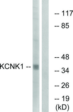 Anti-KCNK1 antibody produced in rabbit