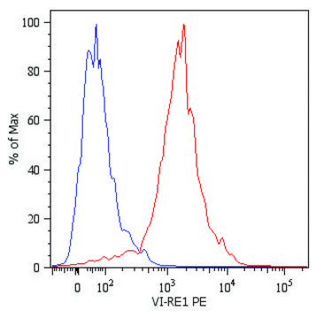 Monoclonal Anti-VIM-PE antibody produced in