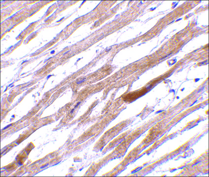 Anti-TIRAP (ab1) antibody produced in