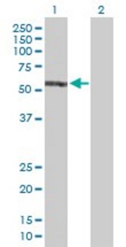 Anti-EPB41 antibody produced in rabbit
