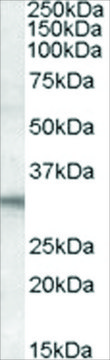Anti-FHL2 antibody produced in goat