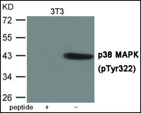 Anti-phospho-p38 MAPK (pTyr³²²) antibody produced