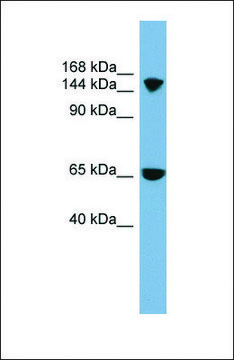 Anti-SLC4A5 antibody produced in rabbit