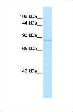 Anti-RRBP1 antibody produced in rabbit