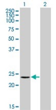 ANTI-RCV1 antibody produced in mouse