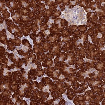 Anti-RPS9 antibody produced in rabbit