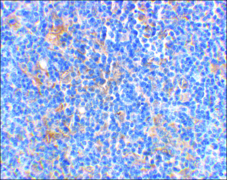 Anti-BAD antibody produced in rabbit