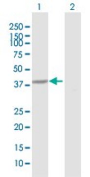 Anti-HAO1 antibody produced in rabbit