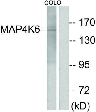Anti-MAP4K6 antibody produced in rabbit