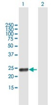 Anti-RAET1G antibody produced in mouse