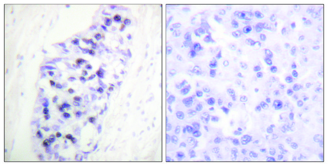 Anti-HDAC1 antibody produced in rabbit