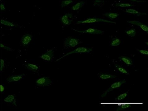 Monoclonal Anti-TCF2 antibody produced in