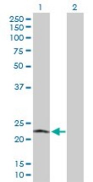 Anti-POLR2L antibody produced in rabbit