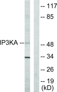 Anti-IP3KA antibody produced in rabbit