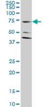 Monoclonal Anti-SLC1A2 antibody produced in