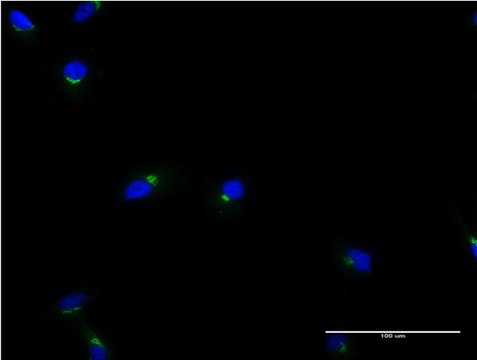 Monoclonal Anti-ACBD3 antibody produced in