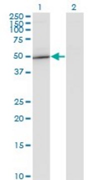 Monoclonal Anti-GIT2 antibody produced in