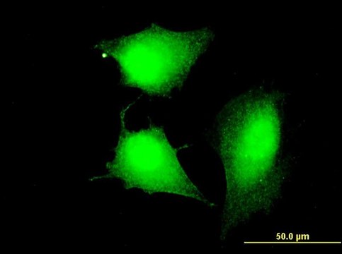 Monoclonal Anti-MGC34732, (C-terminal) antibody produced