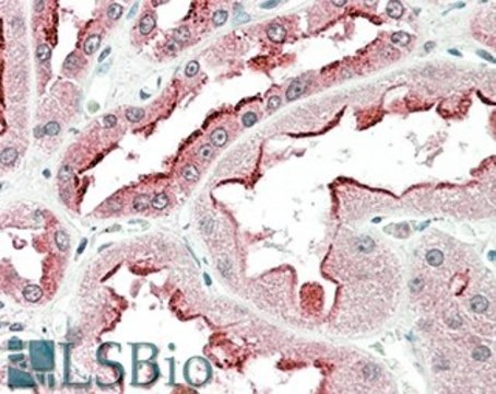 Anti-SDF4 antibody produced in goat